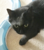 black cat with a dusty face