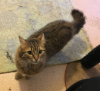 Princess Fluffykins