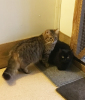 The Pussycats