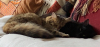 two cats snoozing on the sofa
