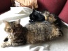 Pwning Sable with her tail Beautiful tabby cat lying on sofa, her huge tail covering black cat