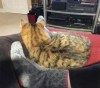 cat snuggles Fluffy snuggles with my legs