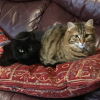Cushioned Cats Tabby cat and black cat on a red cushion