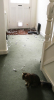 my hallway, covered in feathers, and a smug cat