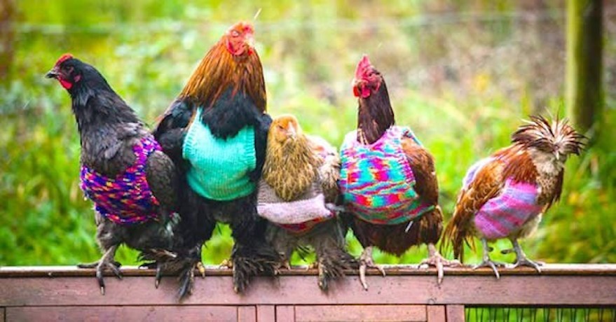 Boyband Chickens Five chickens wearing knitted tops